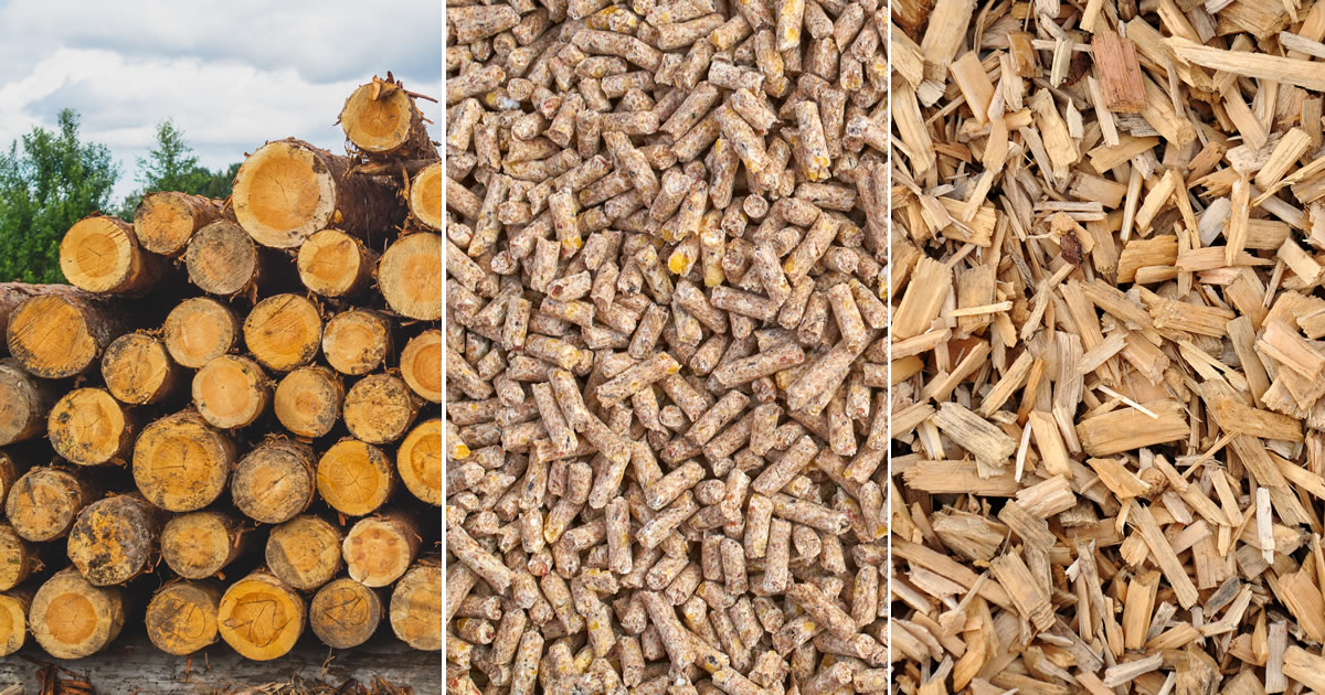 utilisation du bois énergie comme biomasse
