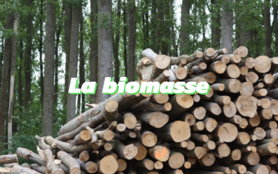 Tout ce que vous devez savoir sur la biomasse